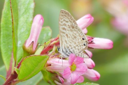 Réf. 266 484 : Leptotes pirithous